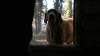 What do you think,
Java, does it look good? - Life Below Zero: Next Generation