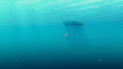 NemoWhat do you think you're doingYou'll get stuck out thereand I'll have to get you before another fish doesGet back hereI said get back here nowStop You take one more move misterDon't you dareIf you put one fin on that boatAre you listening to meDon't - Finding Nemo