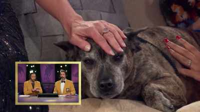 What you do with your front paws
and your head position, - 2022 American Rescue Dog Show