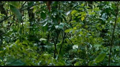 What do you want? - Apocalypto