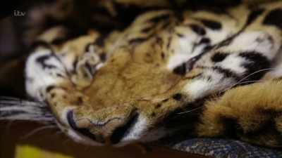 What does it make you feel like, - Britain's Tiger Kings - On the Trail with Ross Kemp