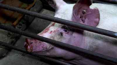 What does it say about us as a species - Pignorant