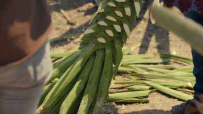 - What doña Berta
is doing now-- - Eva Longoria: Searching for Mexico