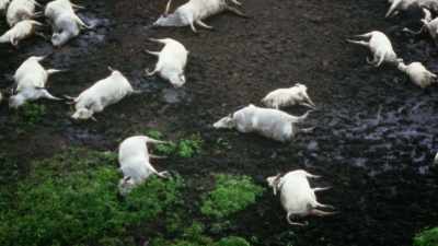 - What you find here
is 1,700 dead people, - The UnBelievable with Dan Aykroyd