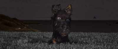 What happened?
Why did I do that? - Isle of Dogs