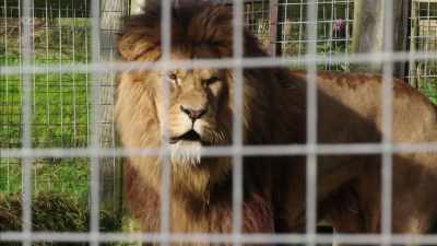 '..What happens when they escape...' - Britain's Tiger Kings - On the Trail with Ross Kemp