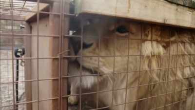 '..What happens
when they break out.' - Britain's Tiger Kings - On the Trail with Ross Kemp
