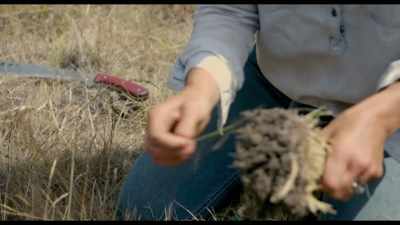 What happens
when the grasses get bitten off - Kiss the Ground