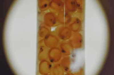 What happens is you create
a genetically inferior fish - Artifishal