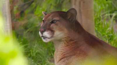 What he has may never
fully go away, - Secrets of the Zoo