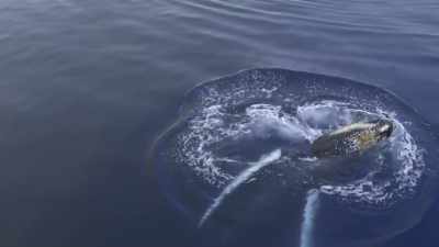 "What he's done is more significant
than learn how to bubble-net." - Secrets of the Whales