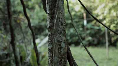 - What I know about ayahuasca - The Wisdom of Trauma