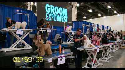 What I look for when I'm judging
a freestyle competition - Dogs