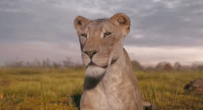 What is it, Mufasa? - Mufasa: The Lion King
