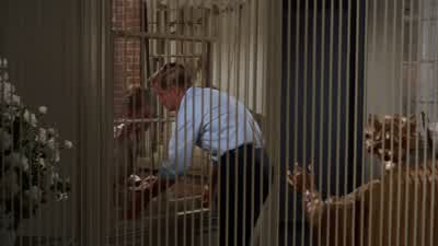 What is it? - Breakfast at Tiffany's