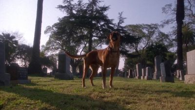WHAT IS IT ? - Six Feet Under