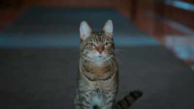 What is this place?
And why did Fink send us here? - Scaredy Cats