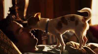 What is... - Beverly Hills Chihuahua 2
