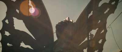 What was it all about?" - The Mothman Legacy