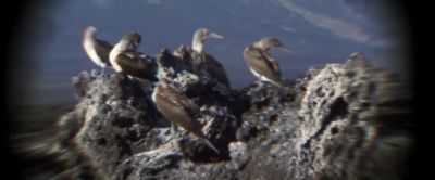 What is it Curious eh Some type of gull - Master and Commander: The Far Side of the World
