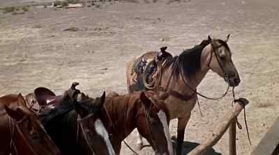 What is it? He's here somewhere.
There's my horse. - Hell Bent for Leather