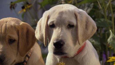 What is it - Marley &amp; Me: The Puppy Years