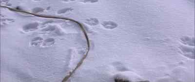 What is it? - Shadow of the Wolf