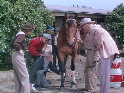 What is it, Shawn? - The Story of Seabiscuit