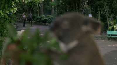 What is it with you foreigners - NCIS: Sydney