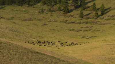 What it's all about,
of course, is allowing - The American Buffalo