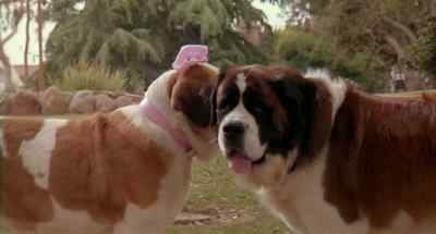 What, you know this guy?
Huh? Hello? Missy? - Beethoven's 2nd