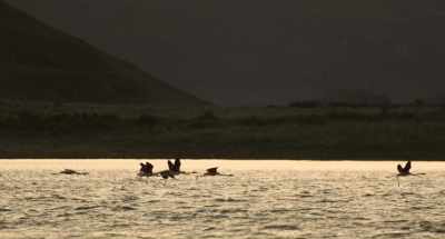 What Kris does, help
protect biodiversity - Wild Life
