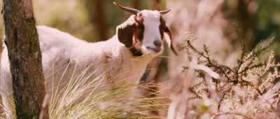 - What?
- Look at... the goat came. - Swap Me, Baby