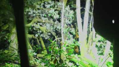 What looks like
 a potential bedding site. - Expedition Bigfoot