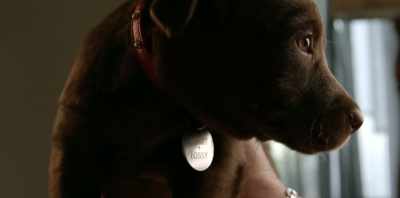 What made him special is
he wanted to be with you. - Koko: A Red Dog Story