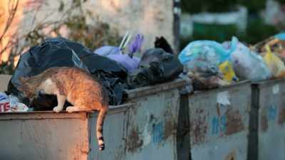 What that means
is that we can nutritionally
abuse them-- - Pet Fooled