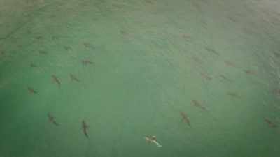 What that means is someone
standing in the water - United States of Animals