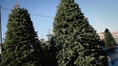WHAT NAME COMES TO MIND
WHEN YOU SEE THIS? - A Christmas for Mary