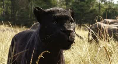 DownWhat Now we have to bow to the buffalo tooListen to me This is not a gameYou're gonna run to that ravineWhat are you talking aboutGo to the north where the sky glows at nightI'll find you on that pathBagheera I'm not taking one more step until you - The Jungle Book