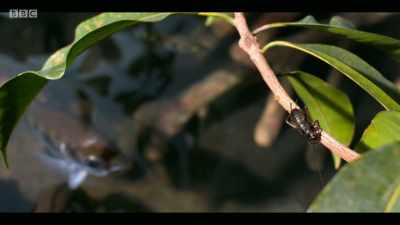 What we now know about the natural
world is that - Extinction: The Facts