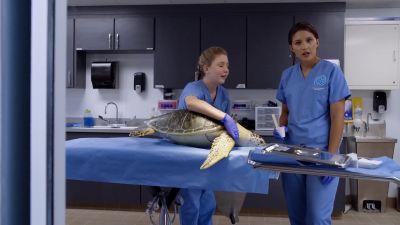 What on earth is wrong with that bird Where do I start - Dolphin Tale 2