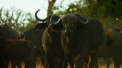 What once was prey is now
a deadly enemy. - Serengeti