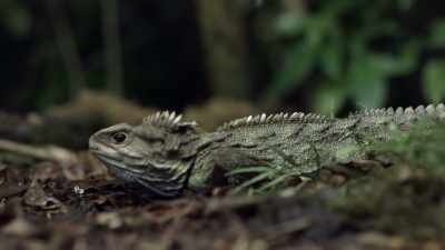 What other traits could explain
why both species avoided extinction? - Modern Dinosaurs