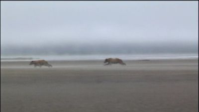 What remains is his footage - Grizzly Man