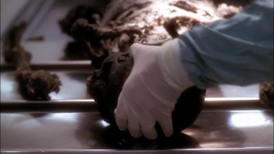What? - NCIS