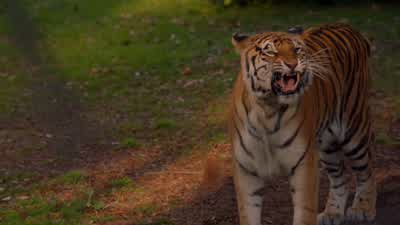 -Did-did you just throw something -You're not supposed to taunt the animals. - 9-1-1