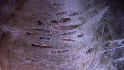 What...? - Babylon 5