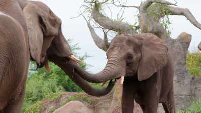 What you see right now
is a definition of interest. - Magic of Disney's Animal Kingdom