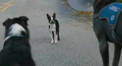 - What?
- (sighs) Look, - Strays