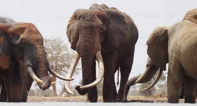 What started out as a refuge
has gradually turned into a prison. - The Elephant Queen